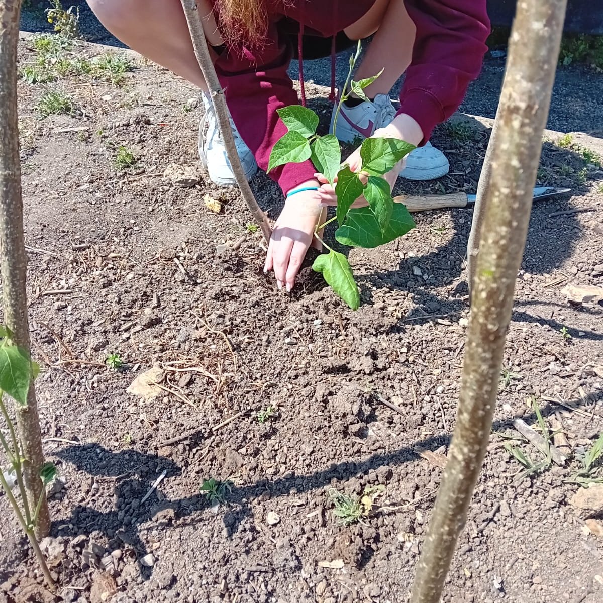 We've been digging-in for the Summer! Making the most of any growing space, including strawberries in a CD shelf and lettuce in an empty oil drum! Lots of skills learning, alongside all the wellbeing benefits of helping plants to grow (and eating the results!)