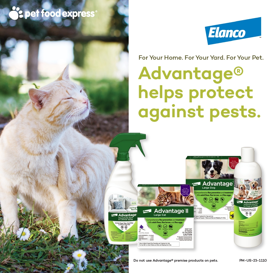 Keep your fur-babies & home flea-free all season long with Advantage! Say goodbye to those pesky critters with our range of topicals, shampoos, and yard sprays. Enjoy a flea-free environment all summer long! Shop: petfood.express/shop/collectio… #advantagefleaandtick #petfoodexpress
