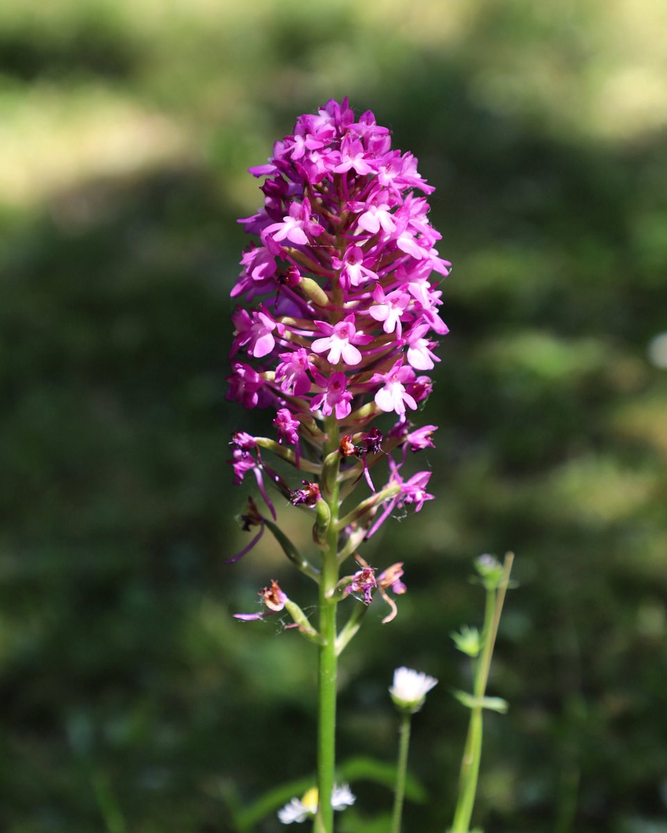 #Floraison de l’#Anacamptis pyramidalis  (anacamptide pyramidale) 🌸 #orchideesauvage 

📷 Justine Tarron