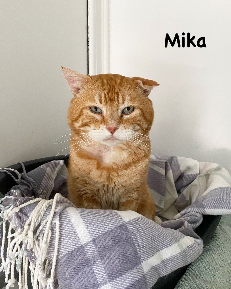 Happy homing news today - handsome Mika has found his new home 😸🧡
Sending best wishes to him and his new family.
#hurrayforhomings #CharityTuesday