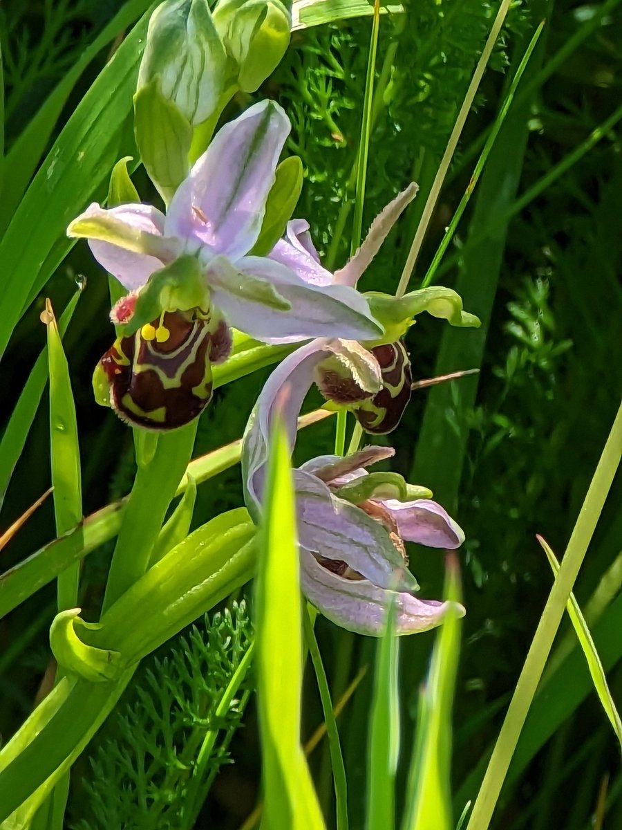 Variety at millennium Telford today fairy ring longhorn, ghost moth,bee orchid,