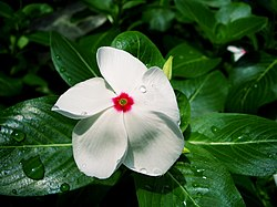 azogueray's tweet photo. La vinorelbina es un compuesto originalmente extraído de la flor de la Vinca Rosea.

Se usa para la metástasis del cáncer de mama y para el cáncer de pulmón no microcítico.

Se usa en forma oral como sustituto de la via intravenosa.

Es lo que se conoce como quimio casera.⤵️ https://t.co/wtNoBi1H8b