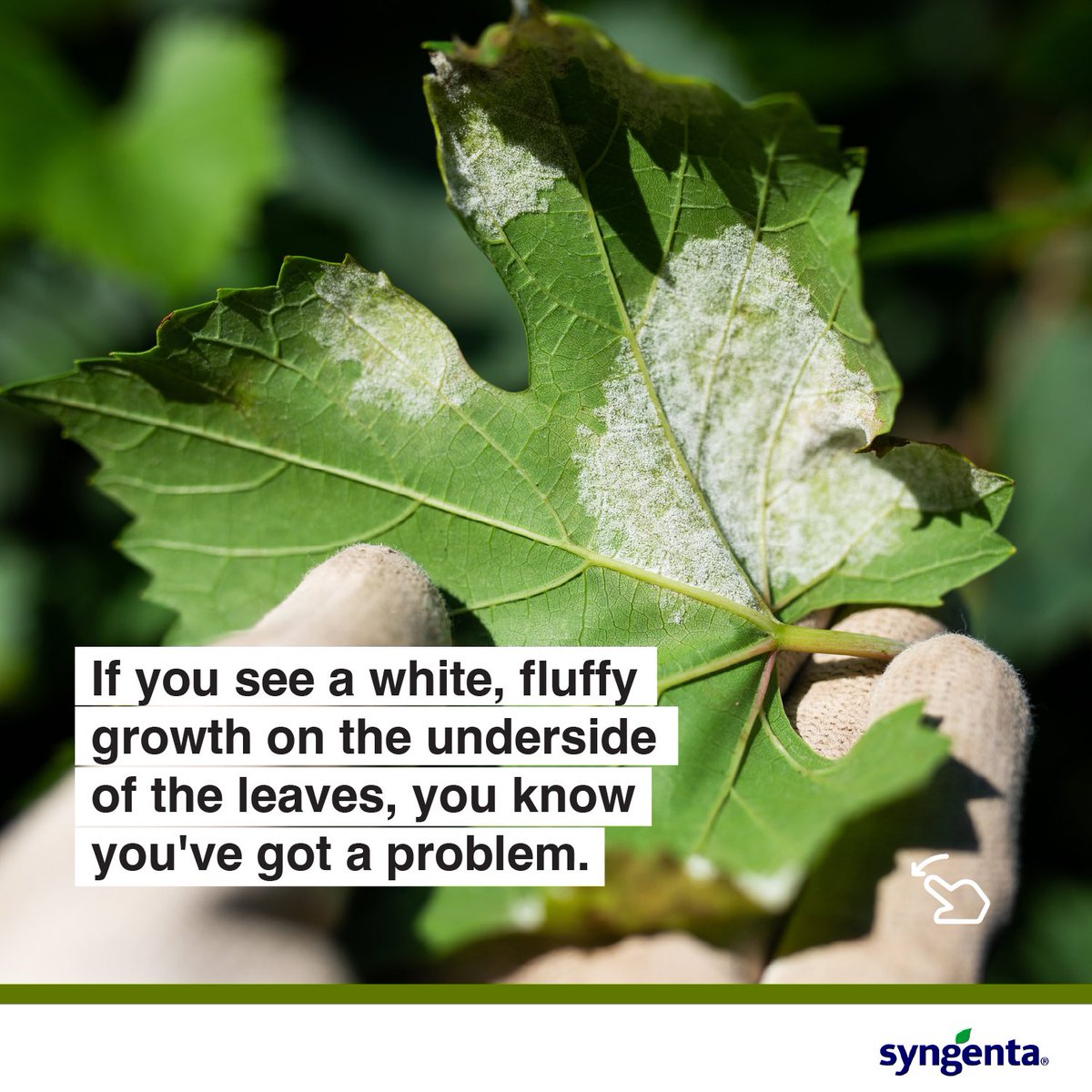 SyngentaZambia's tweet photo. This sneaky fungal disease can creep up on your plants and cause serious damage to your yield

So stay vigilant and contact Syngenta for the best and safest products to manage downy mildew and protect your plants.

#SyngentaZambia #FarmerTips #BringingPlantPotentialToLife https://t.co/J7rsBjDAmO