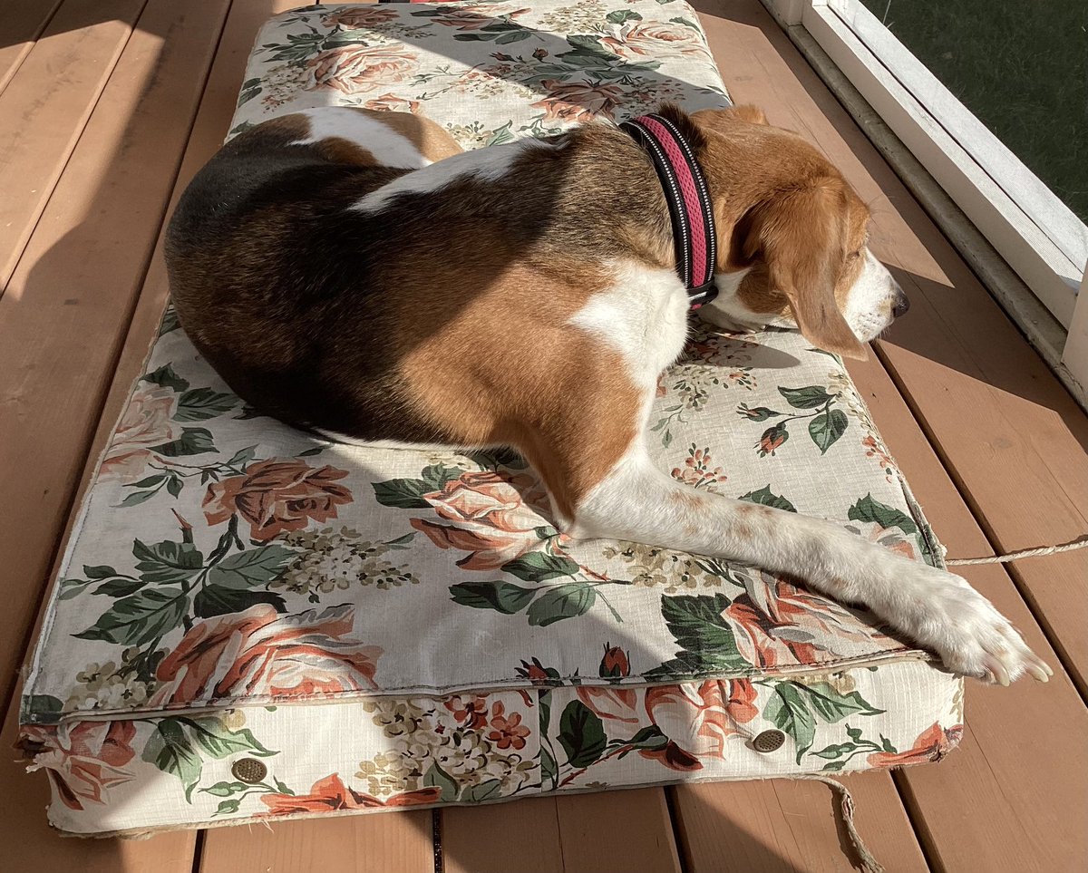 Happiness is #porchlife! #doglife