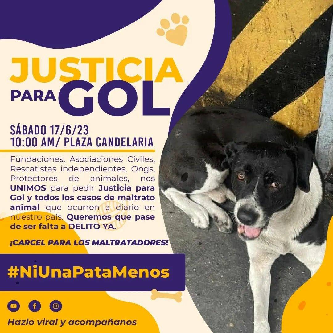 Todos exigimos justicia para Gol. Lo que hicieron es un DELITO, no una falta.  #BastaDeCrueldadAnimal  Queremos cambios en la Ley actual @MinpublicoVEN @SomosNevado @PRENSACICPC  @Nelbasd