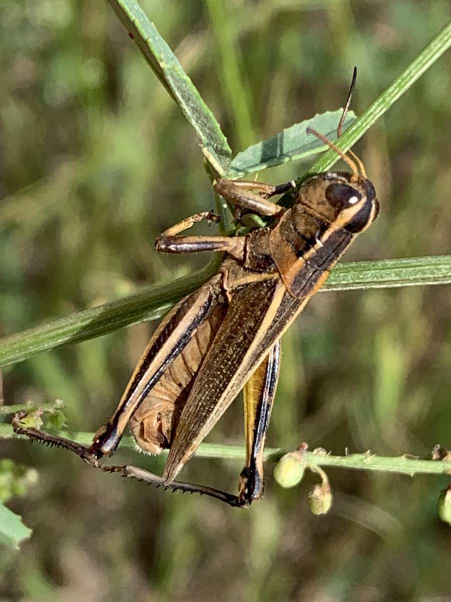 Dealing with high numbers of grasshoppers? Join us tomorrow, June 14, at 9:00 a.m. for a live webinar with insect specialist James Tansey on how to manage grasshoppers this season, with a Q/A session to follow:

register.gotowebinar.com/register/88250…

#SaskAg