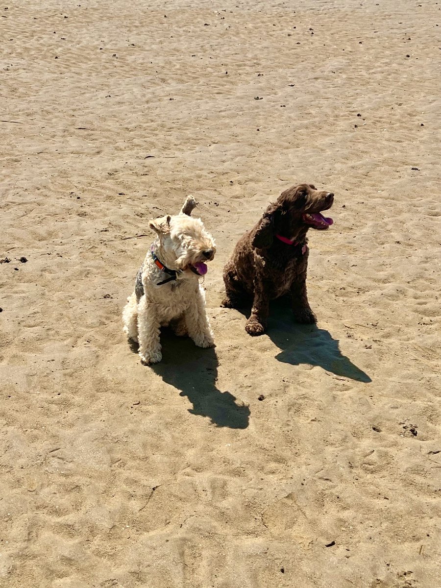 I went yo the beach with Dolly Spaniel today 💋💋