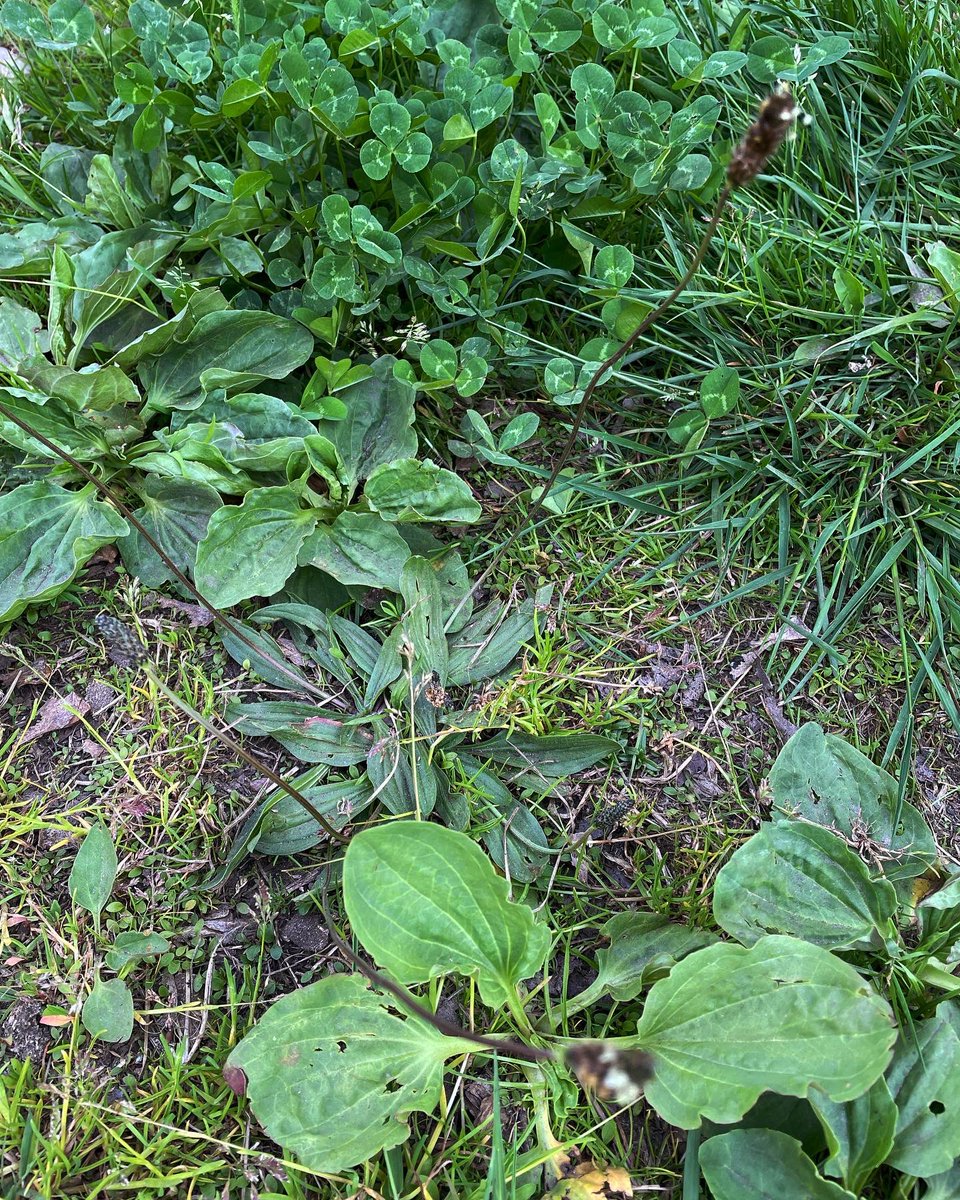 Botānikas stunda, neizejot no pagalma. Ceļtekas. Pirmajā attēlā: vidējā ceļteka, bioloģiski vērtīgu zālāju (pagalmu) indikatorsuga. Otrajā - šaurlapu ceļtekas zieds. Nikni atšķiras no vidējās. Trešajā - šaurlapu un lielā ceļteka. #plantago #botany #grasslandspecies