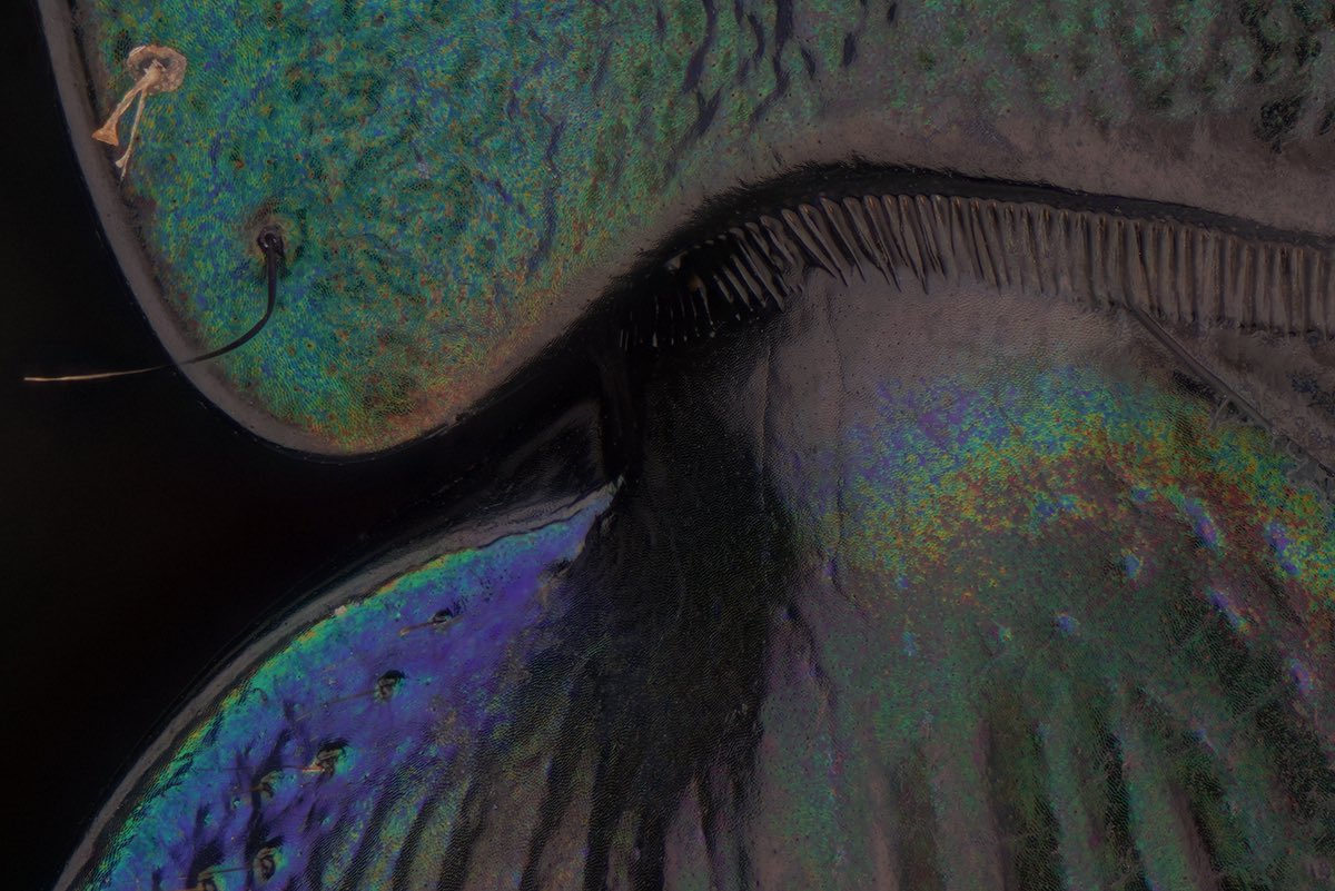 sagaOptics's tweet photo. Ground beetle, Carabus monilis. The blue form of this beetle surprises with a fascinating play of colors on the dorsal view of the scutellum🥰 Thanks to @thoerren for identifying it. 

#coleoptera #entomology #entomologie #carabus #groundbeetle #beetle #käfer https://t.co/t69Dw4ahgM