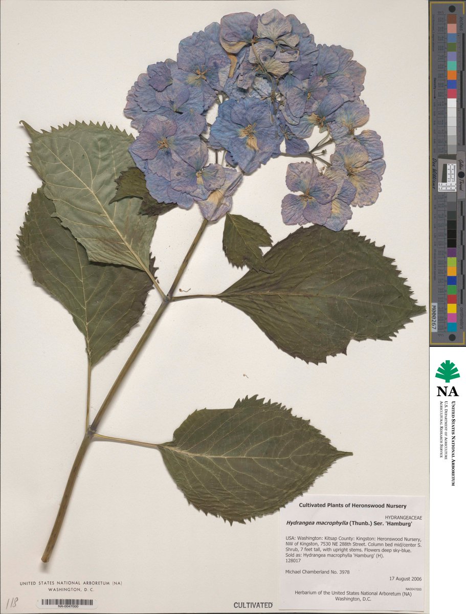 Botanical Society of America (@botanical_) on Twitter photo From #AppsPlantSci's upcoming Botanical DNA/RNA Extraction issue: Optimizing efficient PCR-amplifiable #DNAextraction from #herbarium specimens (<a href="/fe_gouker/">Fred Gouker</a>, Guo, @htsvoboda & Pooler) bsapubs.onlinelibrary.wiley.com/doi/full/10.10… <a href="/wileyplantsci/">Wiley Plant Science</a> <a href="/nora_flora10/">Dr. Nora Mitchell 🌻</a> @evm_evogenetics <a href="/richiehodel/">richie hodel</a> @plantbiology From #AppsPlantSci's upcoming Botanical DNA/RNA Extraction issue: Optimizing efficient PCR-amplifiable #DNAextraction from #herbarium specimens (<a href="/fe_gouker/">Fred Gouker</a>, Guo, @htsvoboda & Pooler) bsapubs.onlinelibrary.wiley.com/doi/full/10.10… <a href="/wileyplantsci/">Wiley Plant Science</a> <a href="/nora_flora10/">Dr. Nora Mitchell 🌻</a> @evm_evogenetics <a href="/richiehodel/">richie hodel</a> @plantbiology