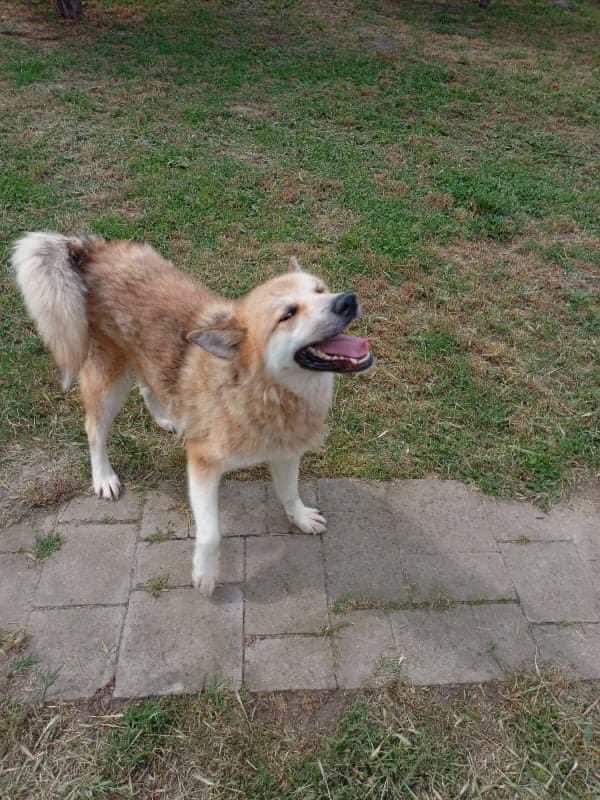 Here is the very fab Kito! Kito was a dog we went back for after our main rescue. We just couldn’t leave him! He has put on good weight and is a happy lovely chap! Gorgeous ❤️ #helpozegadogs #rescuedogs #saved #goodboi #malamute #rescuedogs #doglovers #dogrescue #rescuedogsrock