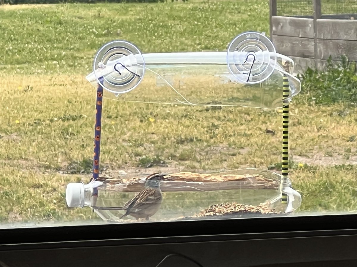 mrstepien's tweet photo. After noticing that Mourning Doves were visiting our small, “First Gen” bird feeder, we redesigned the feeder using a larger bottle. On a side note, to empty the bottle, we used Mentos! @PlowmansPS2016 #grade1 #PlowmansEmpowers #PeelEML https://t.co/iNLCfZtw8N