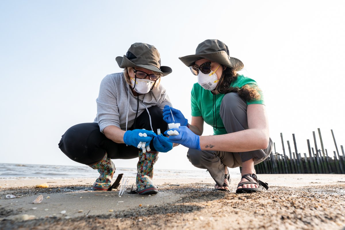 When people think of virology, they rarely think of a week at the beach. But for the last 38 years, St. Jude avian flu hunters have traveled to Delaware Bay to collect bird poop which, this year, will help provide context for the ongoing pandemic. bit.ly/43DRV8K