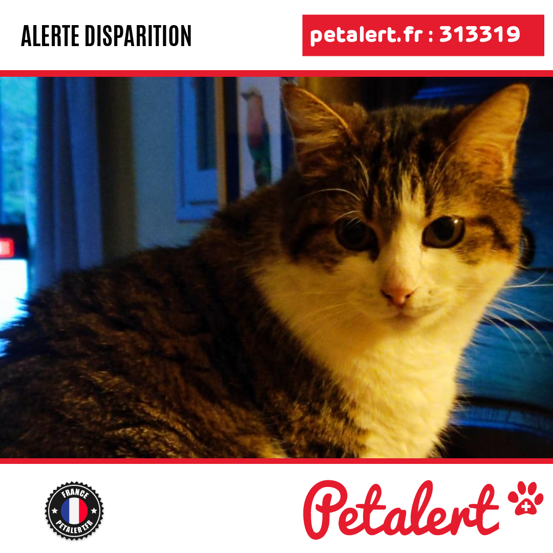 Disparu #Chat #HauteVienne #Limoges #Petalert #PetAlert87 / p3t.co/LMEks