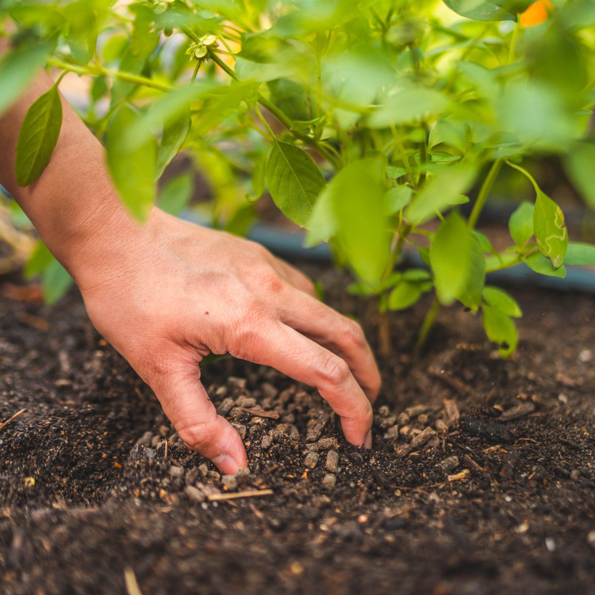 Vego Garden Academy on Twitter "A thriving garden begins with healthy soil. Introducing our