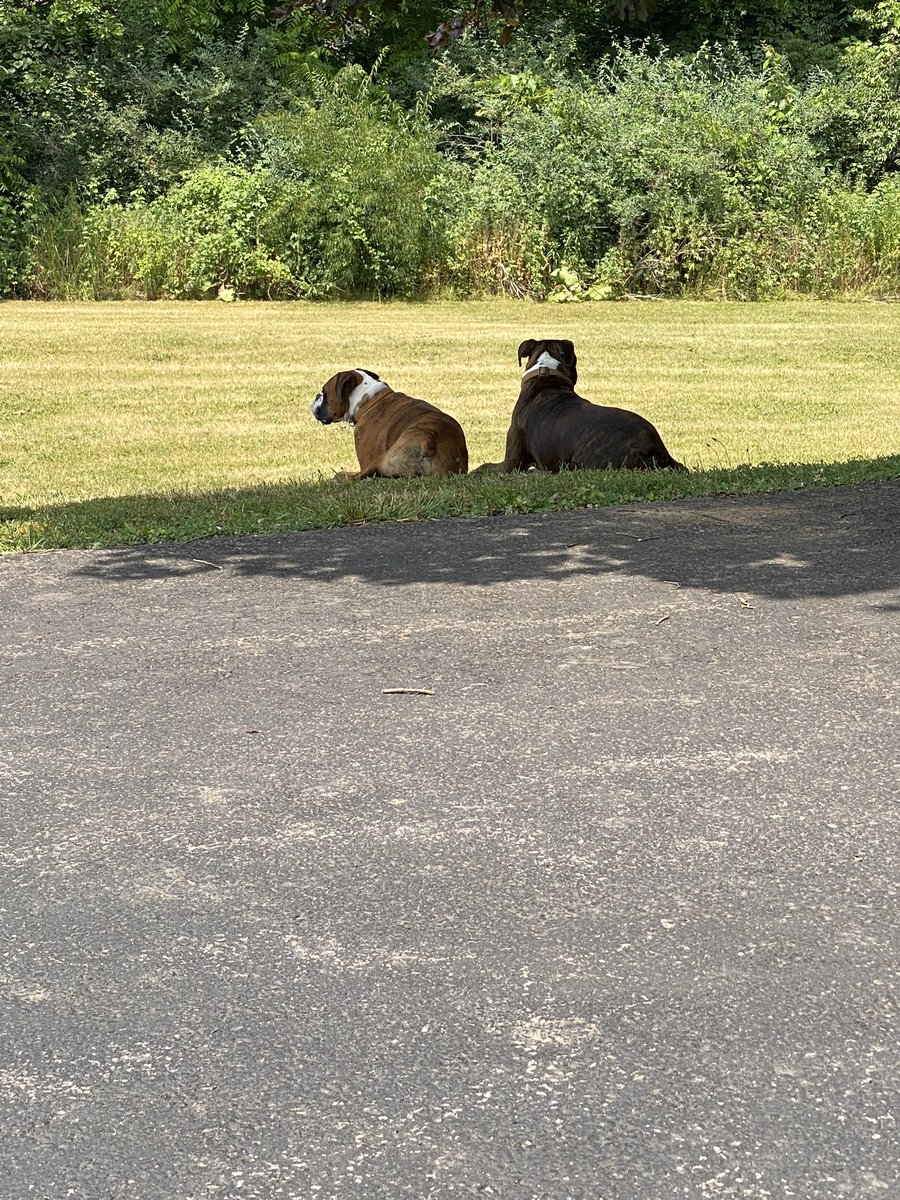 Found a shady spot #boxers #boxerdogsoftwitter #dogsoftwittet #noxerlove