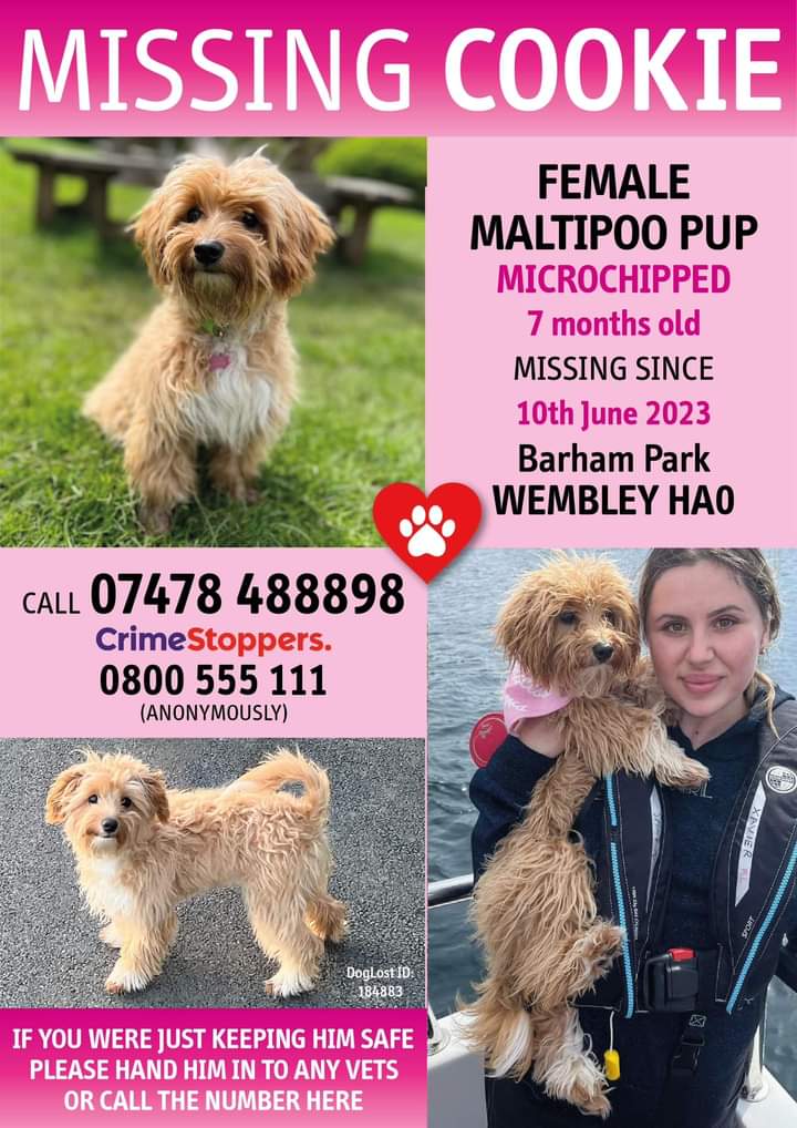 joannew0112's tweet photo. @lucrezianews pls rt Cookie is #Missing since 10th june. She was being walked in Barham Park #Wembley when her collar snapped and she ran away ๐ cookie is just 7 months old. Pls if anyone has found her ๐ and mend her owners broken heart ๐ #findcookie https://t.co/gz5vMhFvzf https://t.co/pKcAJviF0D
