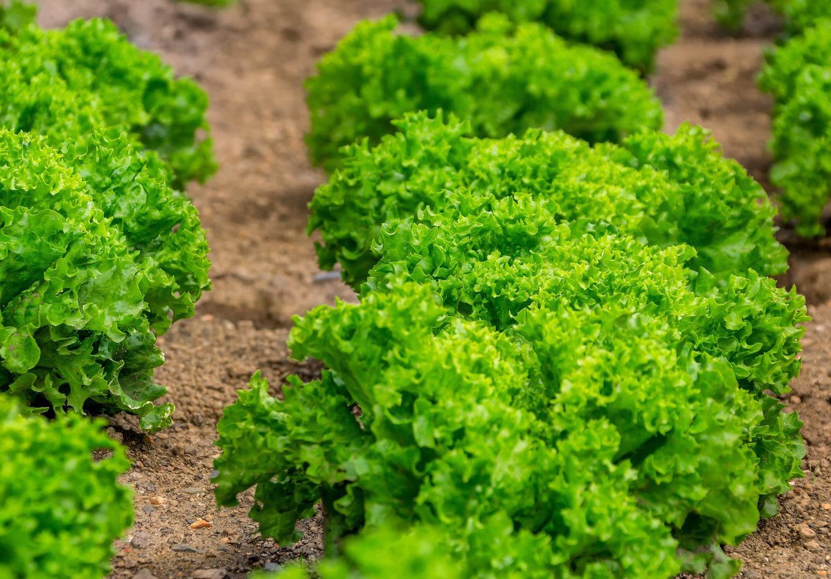 Another quick growing crop which can be a great bed filler! Which type of leaves do you grow?💚

allotmentonline.co.uk/growing-lettuce

#lettuce #growyourown #allotmentuk