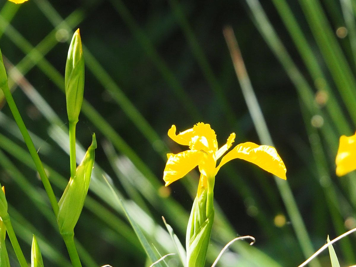 BHAPottingSheds's tweet photo. Beautiful blooms unfolding in our wetland habitats. ππͺ·
New #Resourcesforlearning @BredonHAcademy.
#30DaysWild #GreatBigGreenWeek #SchoolsforNature #schoolgardening #outdoorlearning #sustainibilityeducation #biodiversity #STEM https://t.co/qnMrSgh6Lj