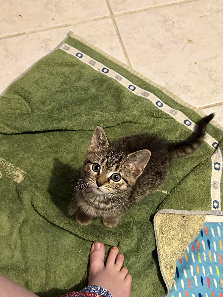 AislynnRafferty's tweet photo. Kittens having their first veterinary appointment today. https://t.co/19Xnq0bKvb