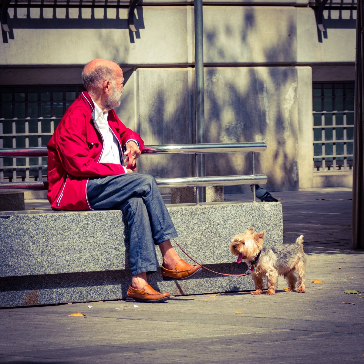 Bulevar del Gran Capitán (Córdoba) #fotocallejera #fotocalle #streetphotography #streetphoto #streetlife #streetphotographer #streetstories #CordobaEsp #Spain #streetshot  #streetstories #urbanlife #street  #streetshot #streetstyle #banco #bench  #perrito #littledog  #dog #puppy