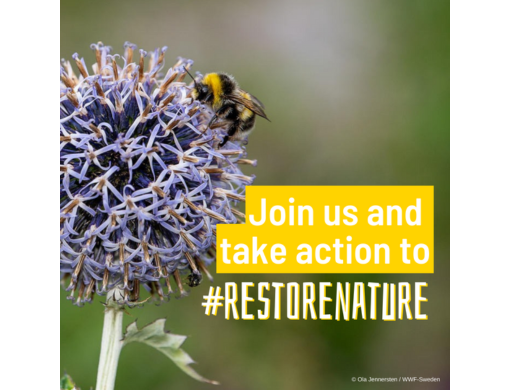 💔🌿🐝 The farmers are out to scupper the proposed #EUNatureRestorationLaw which is due to be voted on next Thursday. Take Action. It's time to get real about the state of our nature. We can't afford to continue ignoring the warning signs of #ecosystem collapse.
#RestoreNature 🦋