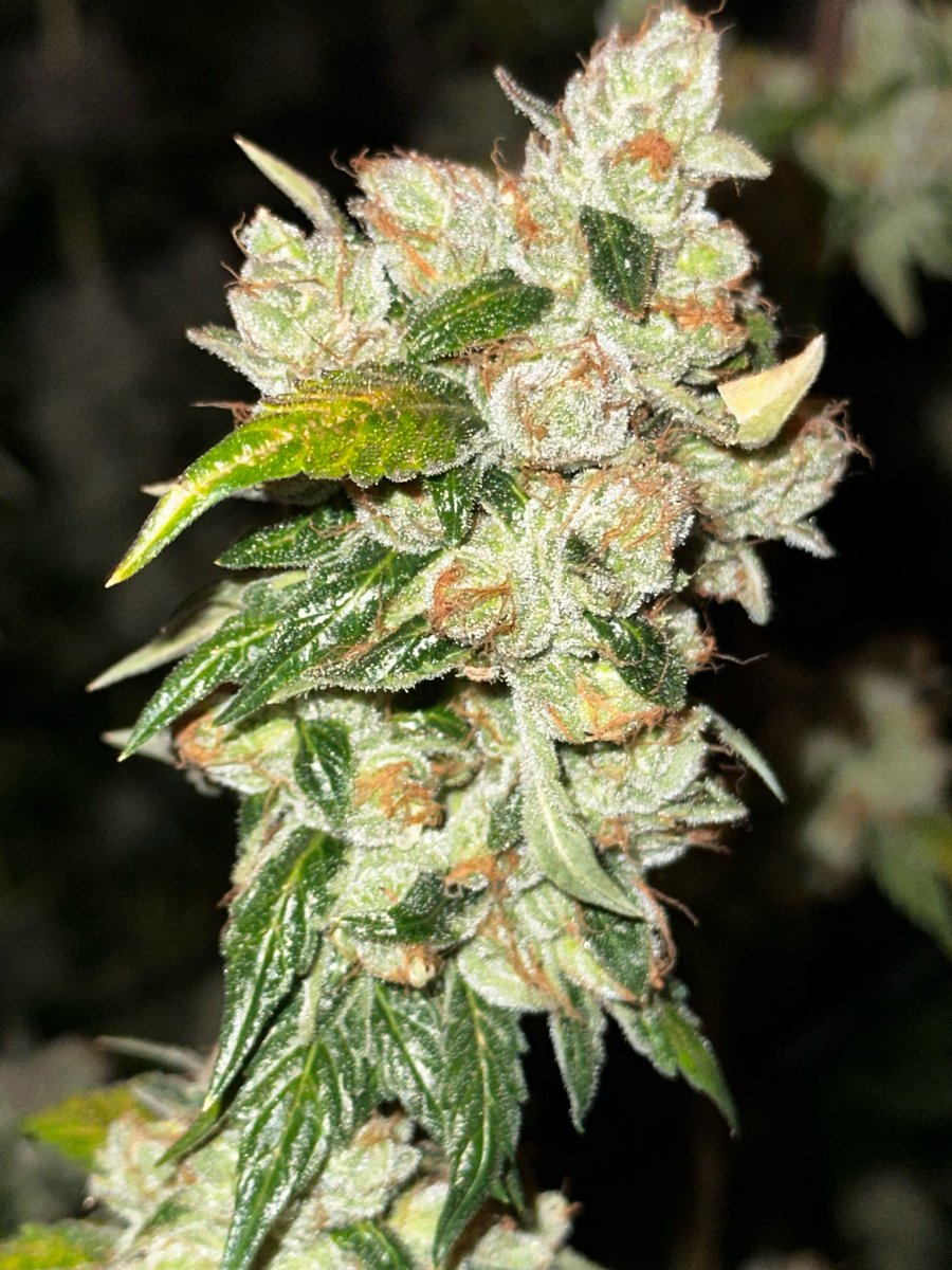 GHGenetics's tweet photo. Dark Matter is made using the clone only Giesel and Stardawg from Top Dawg Seeds, this combination of parents will yield offspring with a complex depth of aromas ranging from Hashy-Chem to savory Afghan musk.
Link in Bio

#Greenhandgenetics #JGYO #Garden #Homegrow #Letsgrow #MMJ https://t.co/3DKvLeRvLY