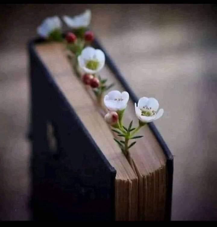ادب نہیں تو سنگ و خشت
ہیں تمام ڈگریاں
جو حسن خلق ہی نہیں
تو سب کمال ۔۔۔۔مسترد