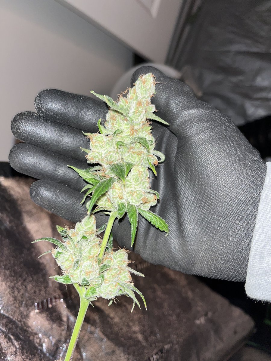 GHGenetics's tweet photo. Dark Matter is made using the clone only Giesel and Stardawg from Top Dawg Seeds, this combination of parents will yield offspring with a complex depth of aromas ranging from Hashy-Chem to savory Afghan musk.
Link in Bio

#Greenhandgenetics #JGYO #Garden #Homegrow #Letsgrow #MMJ https://t.co/3DKvLeRvLY