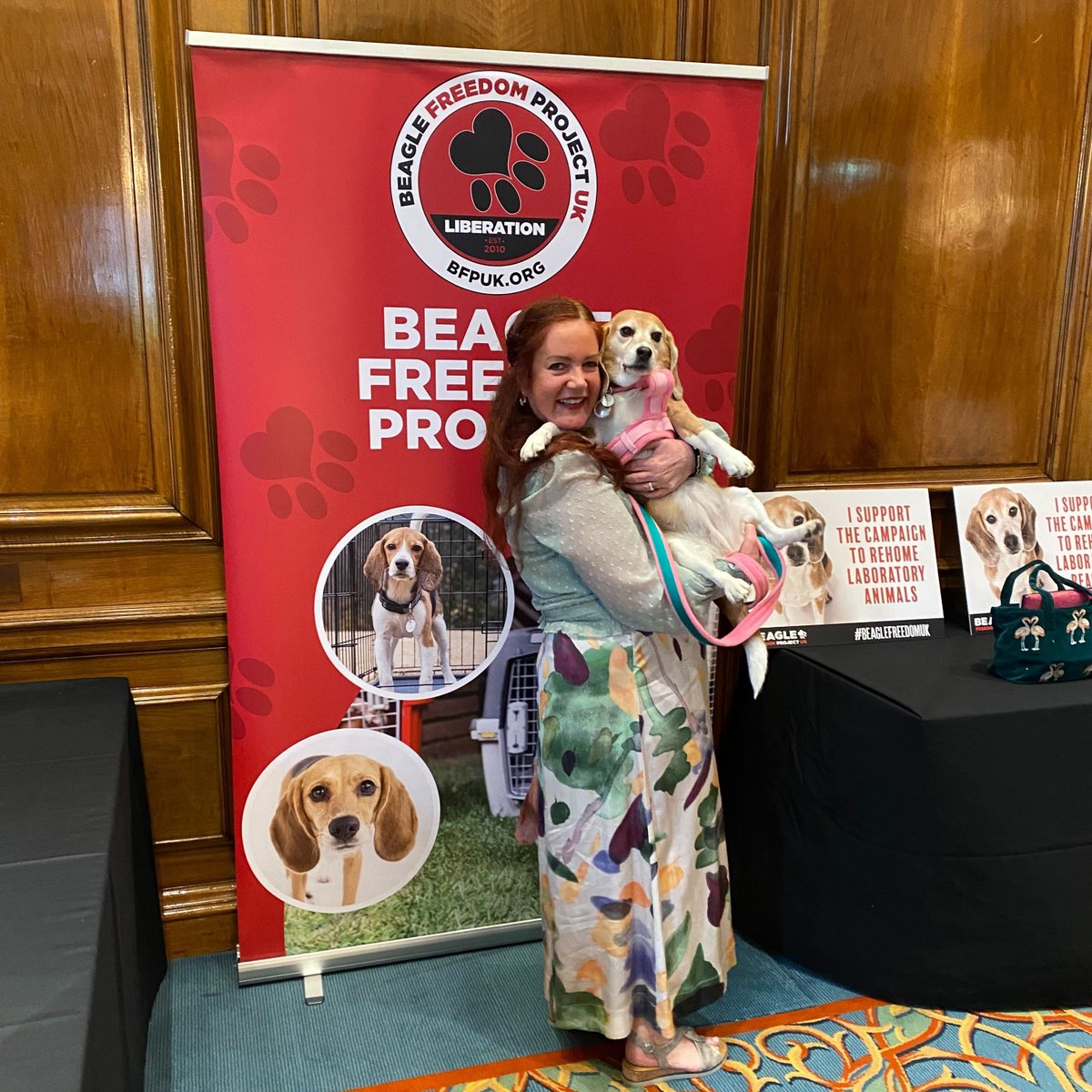 Beagle Freedom Project UK tweet media
