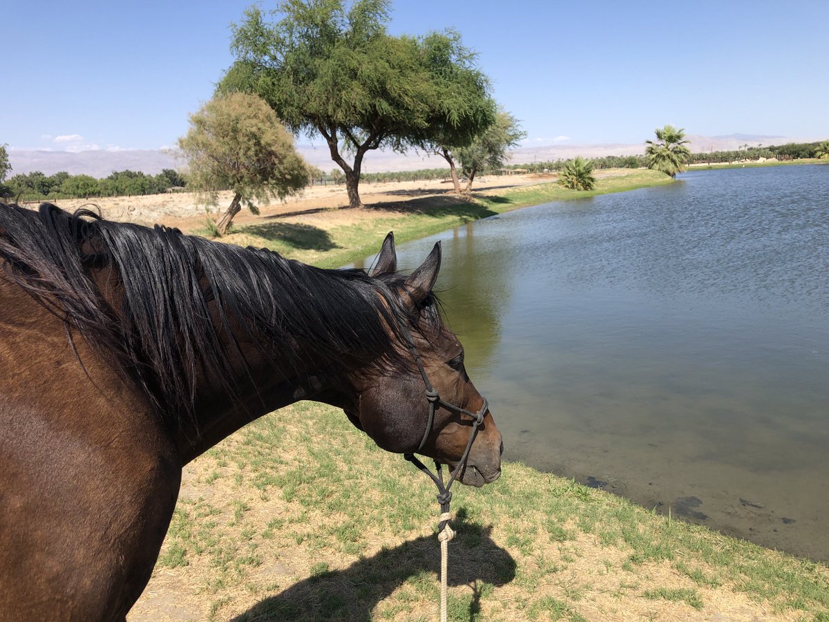 GloriousAllianc's tweet photo. Nileist took a long walk. He found himself in a stand off at the West moat with the fish swimming closer and he quickly backed off. #fishslap https://t.co/OilR9EYYpK