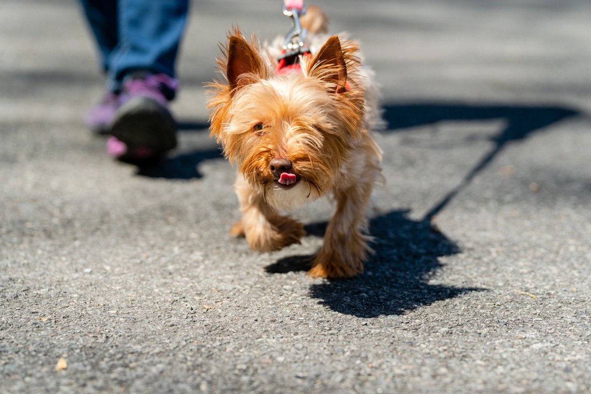 On our way to take the pups out for an adventure! Whenever your pup needs a little exercise, just let us know. We are happy to take them on a walk when you can't be there for them. #4PSPC #TongueOutTuesday