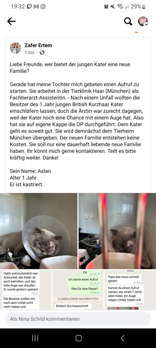 Junger Kater in #München sucht neues Zuhause, weil seine Besitzerin ihn nach einem Unfall nicht mehr haben will. 😟