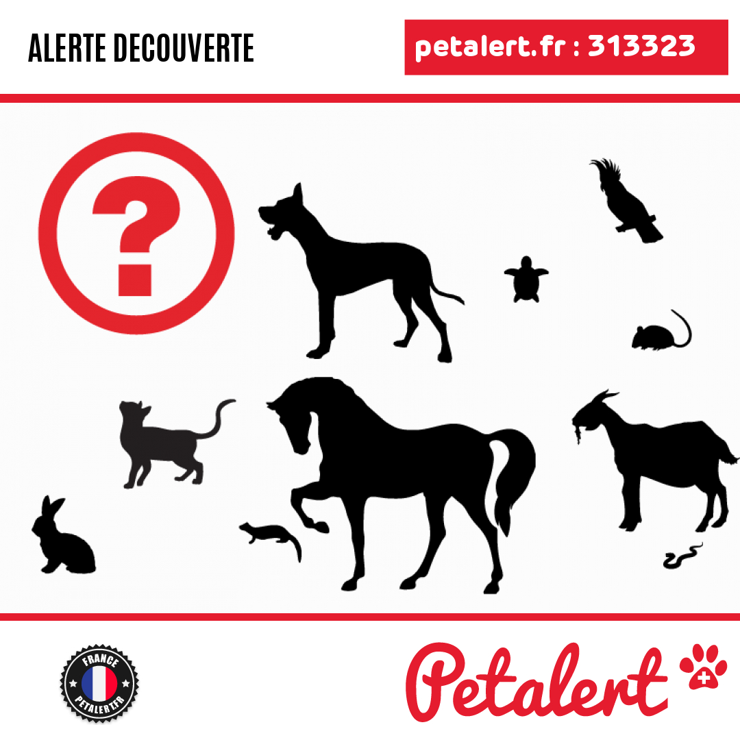 Trouvé #Furet #DeuxSevres #Niort #Petalert #PetAlert79 / p3t.co/fWnPS