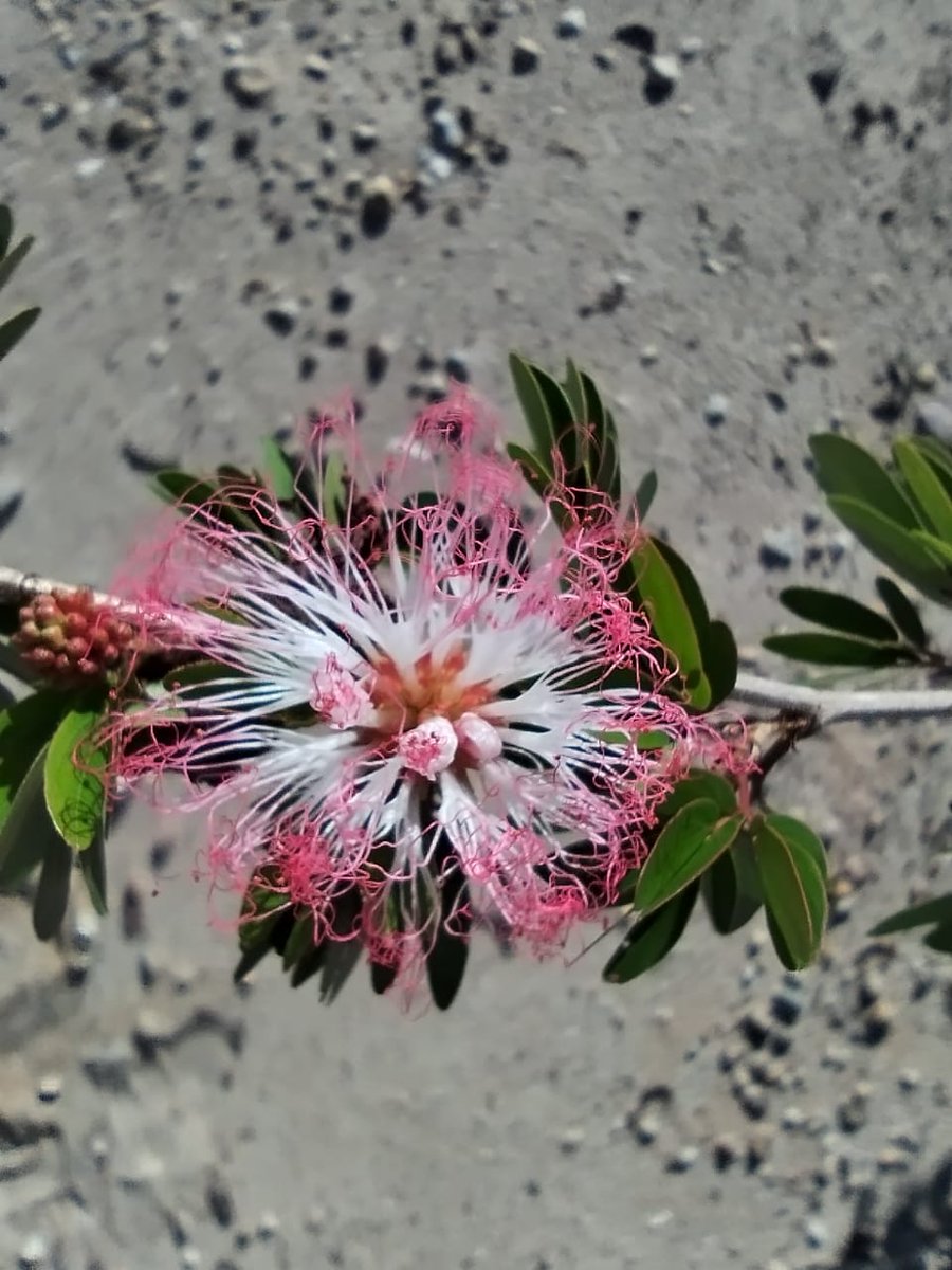 PureEarthPeru's tweet image. Devolver a la #Amazonía su riqueza natural es de los principales objetivos de #PureEarthPeru y aliados @BrilliantEarth, @responsiblemine, @CINCIAMDD, @IiapPeru, 6ta Brigada @EjercitoPeru y mineros comprometidos con un futuro saludable y sostenible para sus comunidades.