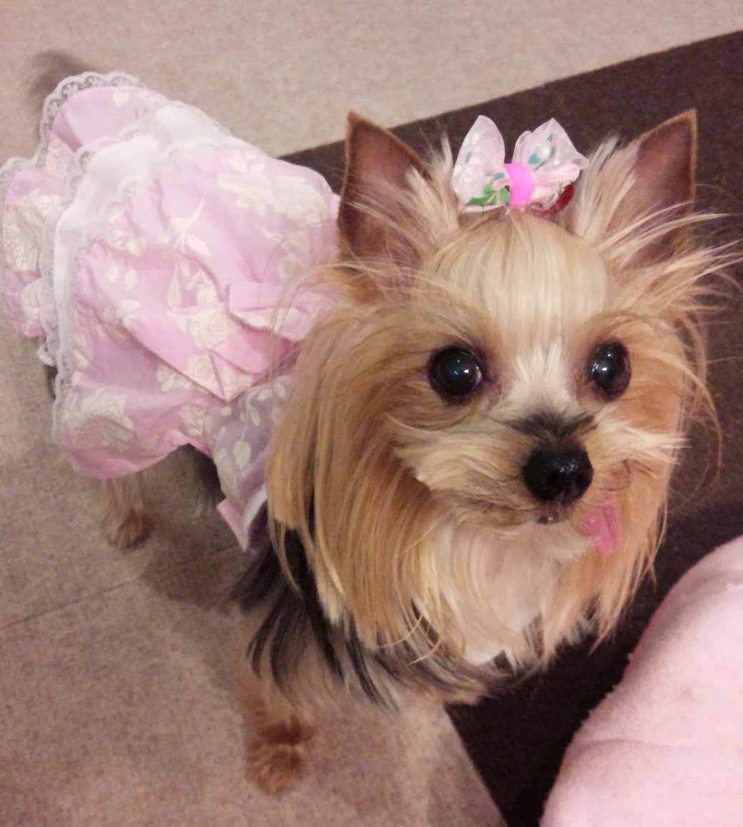 今日はプリンセスの命日
もう４年もたったのね

毎日　大好きなおやつとお花、ドレスを用意して　貴方を撫でて　おしゃべり　何にも変わらないままなのに…

お転婆妹が　貴方のおやつをつまみ食いしようとしたり　オモチャを投げ込むから　プリンセスはびっくりする事が増えたかな

ずっと愛してるよ