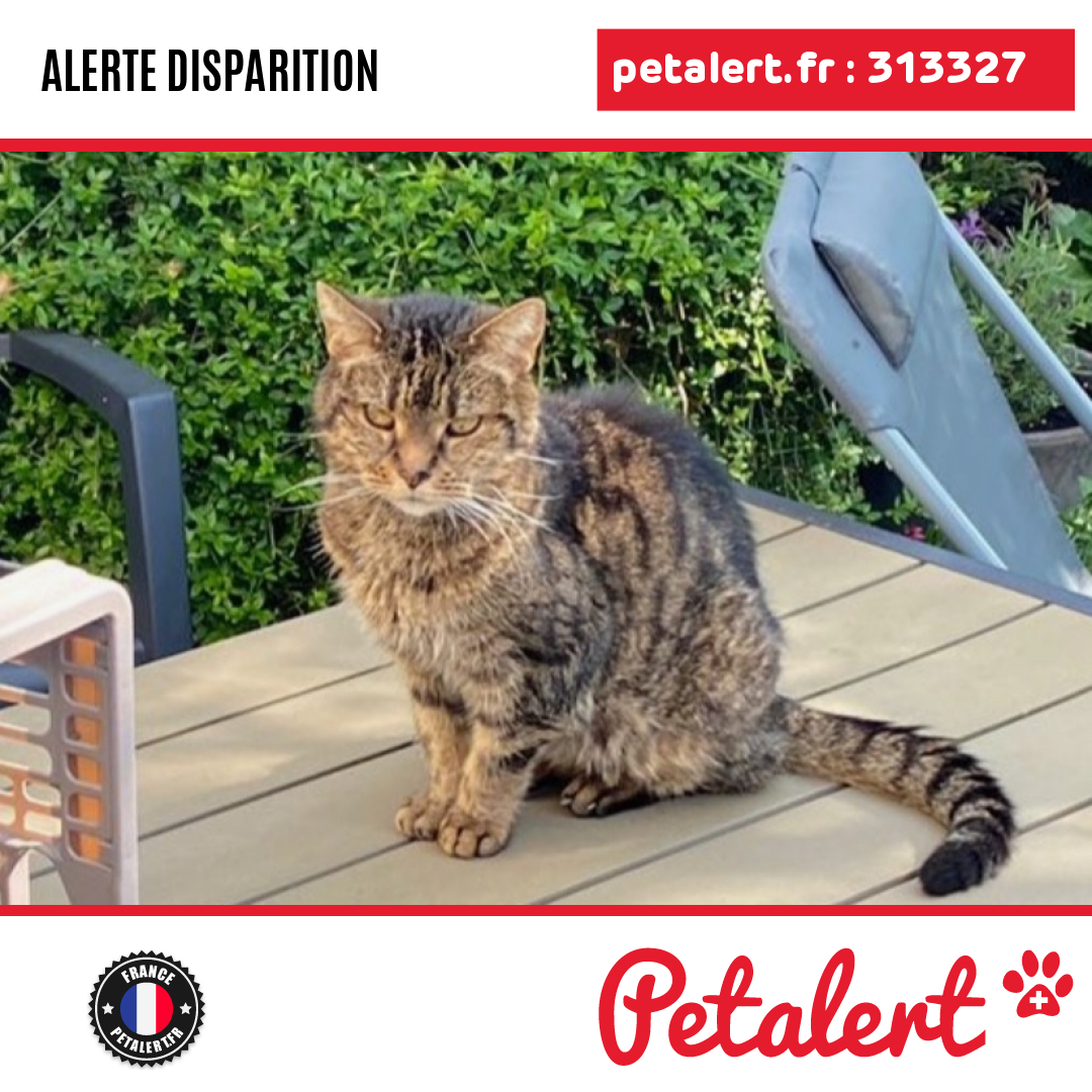 Disparu #Chat #Somme #Amiens #Petalert #PetAlert80 / p3t.co/wwwEJ