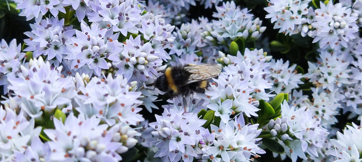 Nice to see the campus brimming with flowers and pollinators! #biodiversity @NCLSusCampus