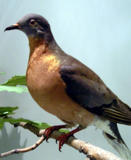 BBBBillFarlie's tweet photo. Legendary Naturalist JOHN BURROUGHS
original handwritten autograph letter on rare sighting of now-extinct Passenger Pigeons. BUY IT HERE: https://t.co/KhxKMuyhki
@JBAawards #autograph #nature #naturalist #JohnBurroughs #slabsides @MegSodano @NYstateparks #history https://t.co/73AtNdgzwz