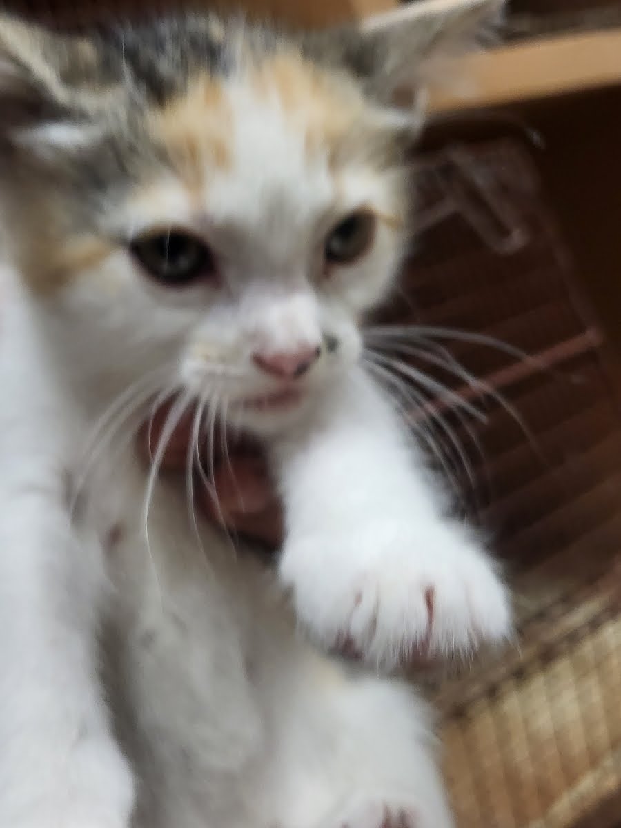 CutePetsAustin's tweet photo. HI! I'm A882800. <b>Description:</b> I am a calico, unaltered female, who looks li… https://t.co/iO5RPhu05d https://t.co/Rwnlxgd1Ss