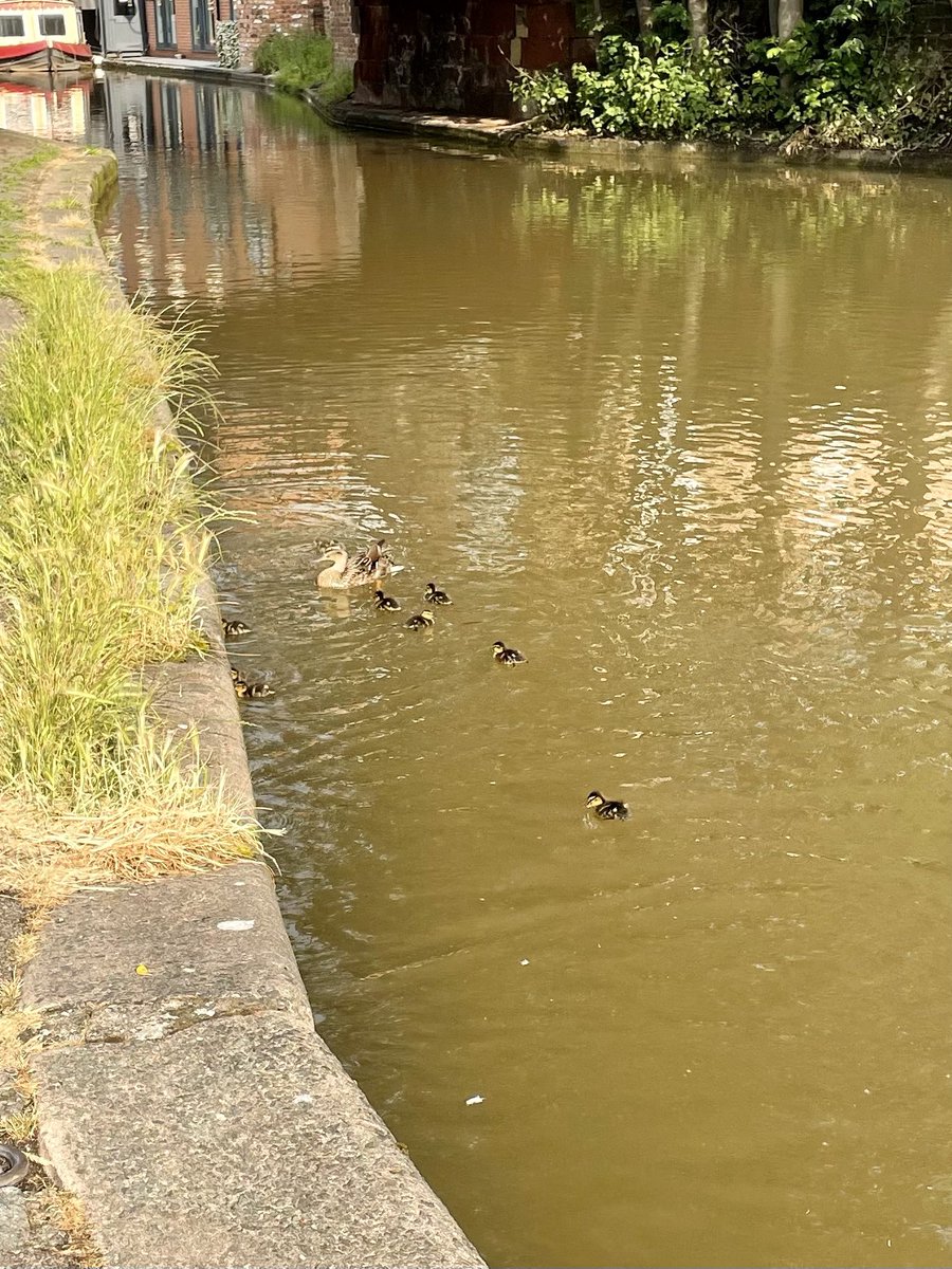 Baby ducklings on my way to and from work.. so little and cute! #proudmother looking after them all