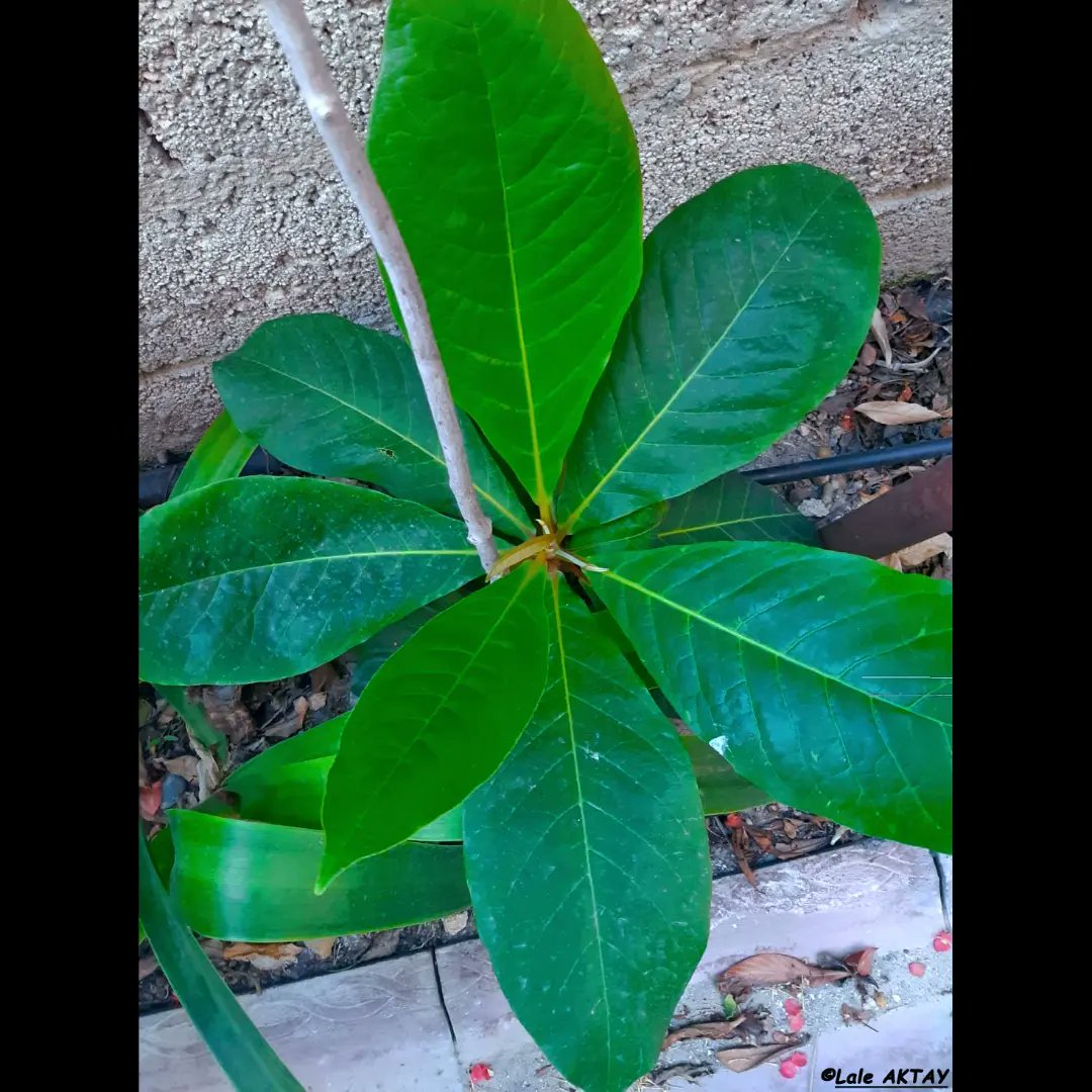 OzgunSozuer's tweet photo. Beach Almond - Terminalia catappa - TROPİK BADEM
https://t.co/IWWSlhj3HS
#catappadiaries #beachalmond #terminaliacatappa #beachalmondseedss #beachalmondfruit #costaricapuravida #CostaRica #aquarium #Amazing #angelfish #manacapuru #scalare #invasiveplants #invasivespecies https://t.co/ovHPX154wI