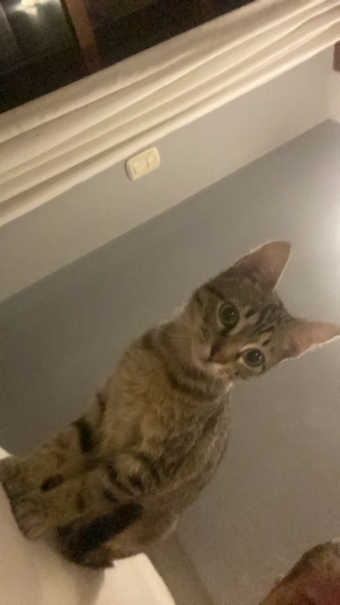 munejozami's tweet photo. Gente de mardel, estamos buscando a Vicente. Falta desde el sábado al mediodía x la zona san carlos (aprox pringles y urquiza) Tiene 8 meses, collar rojo y es super dulce. 
Ayudan mucho difundiendo 💔🥺 https://t.co/UFRQmT4tOm