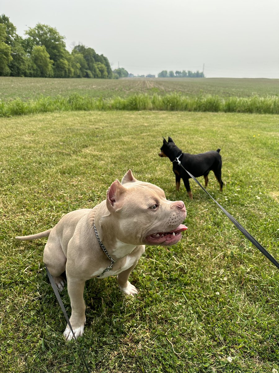 🐾 Welcome to Sunny's Dog Boarding in #Mequon, Wisconsin! 🌳 Our pastoral paradise is a pup's dream come true. 🐶 Look at our new pals, an energetic American Bulldog and a playful German Pincher, having a tail-wagging good time on the farm! 🌾 #DogDaycare #DogBoarding #FarmFun