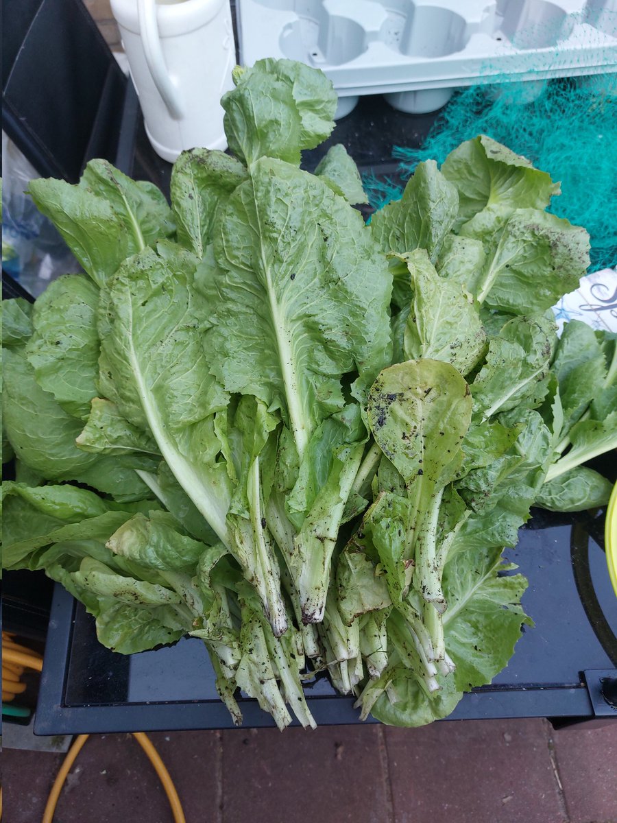 Caravera76 tweet media