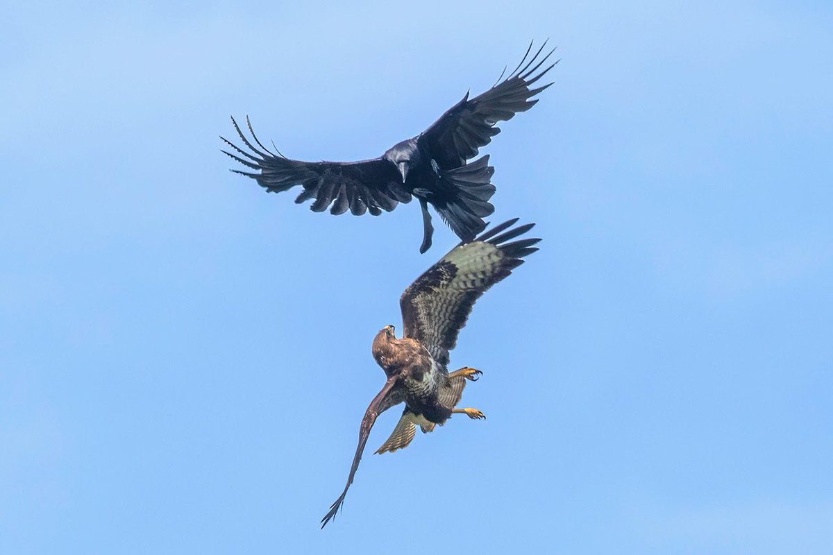 Buzzard, with a Crow on his six. Garden photo from last Sunday