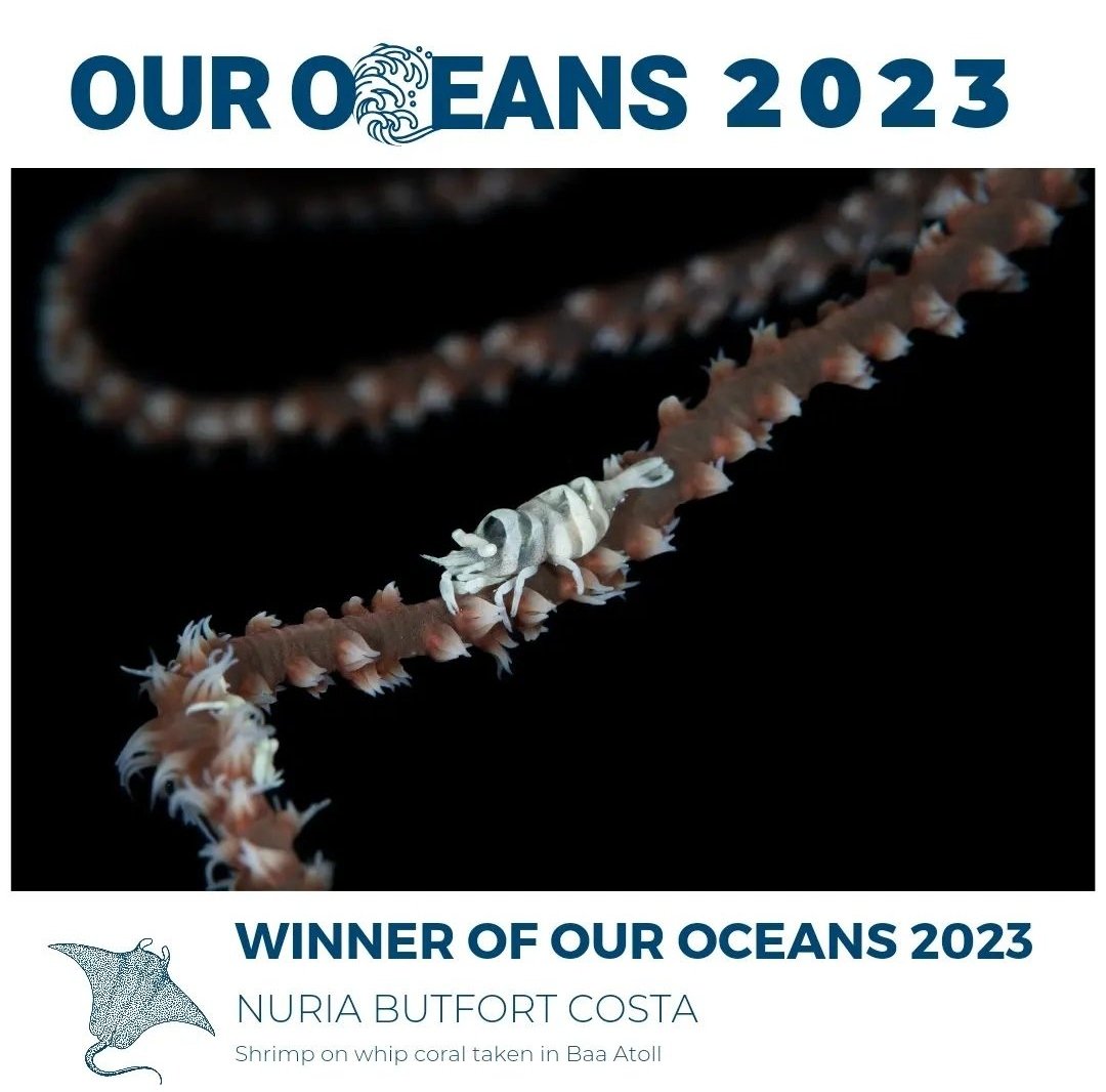 Best of show Winner of "Maldives - Our Oceans 2023" Underwater photography competition! 

Congratulations Nuria Butfort Costa!!!

<a href="/SwissD1VER/">Swiss D1VER Watch</a> <a href="/fourth_element/">fourth element</a> <a href="/visitmaldives/">Visit Maldives</a>