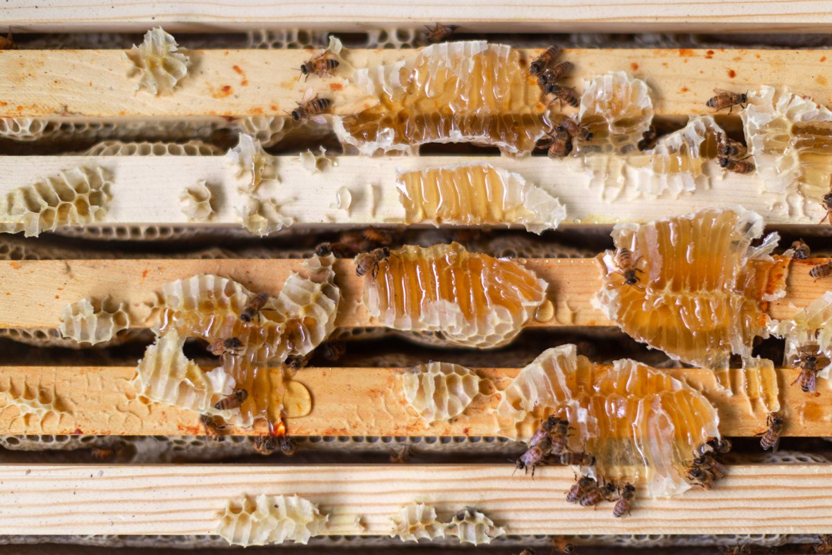 Le Merigot Santa Monica tweet media