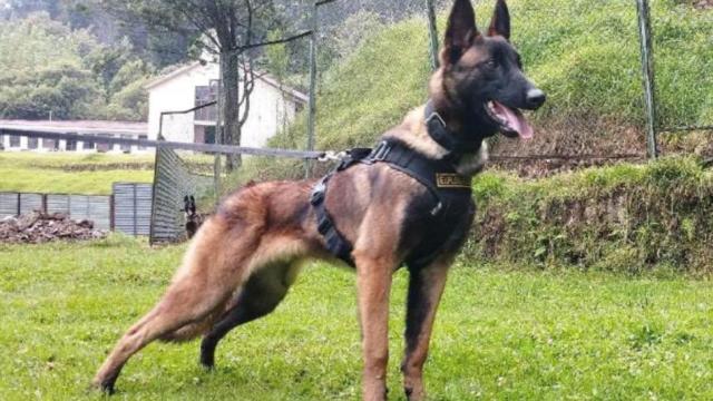 ElPortal24's tweet photo. La historia de Wilson: los rastros que se conocen del perro perdido en la selva - https://t.co/RsAYiPNam5 https://t.co/CYck6l9WMn