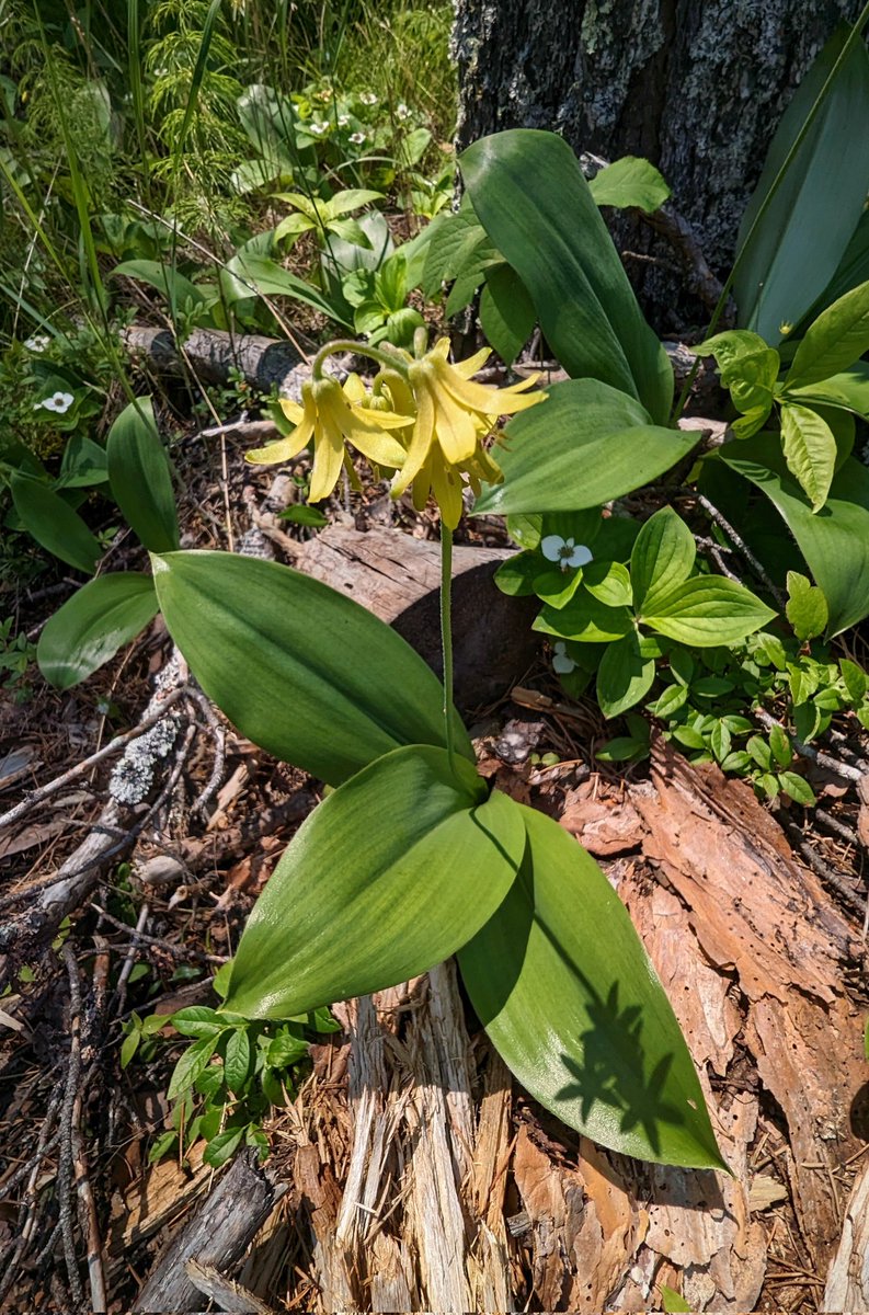 First time spotting a blue-bead lily in bloom, and it's a stunner! 💛🌿
📍Alfred Hole Goose Sanctuary, MB
#Manitoba #wildflowers #onthetrail #nativeflowers #flowerphotography #naturebeauty #nature #forest